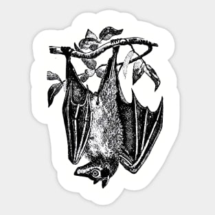 Bat Thermal Sticker